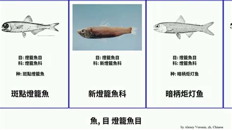 燈魚種類|燈籠魚科之科解說